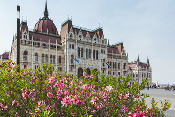 Fototapeta na wymiar Spring flower with View of the Parliament Hungary ,Budapest