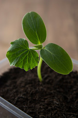 Young and healthy cucumber sprout seedling stands in plastic pots. Cultivation of cucumbers in greenhouse. Cucumber seedlings. Selective focus.