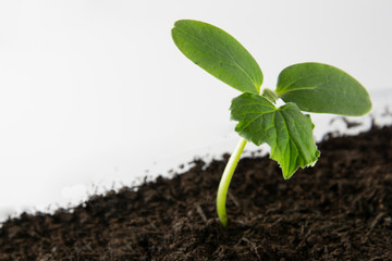Young and healthy cucumber sprout seedling stands in plastic pots. Cultivation of cucumbers in greenhouse. Cucumber seedlings. Selective focus.