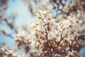 Sping flowers