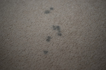 Dirty carpet with black spots, close up.