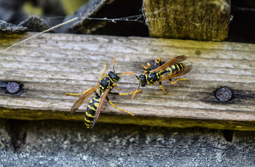 Two wasps on a plank. Wasps polist.