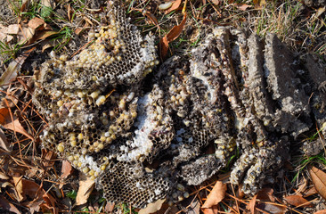 Destroyed hornet's nest. Drawn on the surface of a honeycomb hor