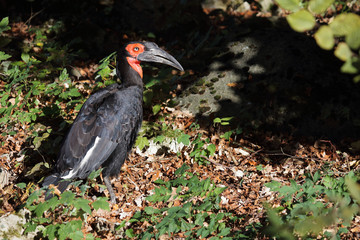 Kaffernhornrabe / Southern Ground Hornbill / Bucorvus leadbeateri
