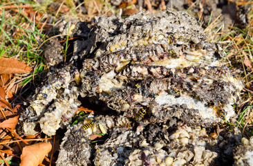 Destroyed hornet's nest. Drawn on the surface of a honeycomb hor