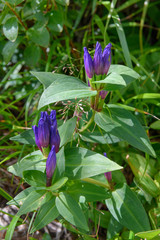 オヤマリンドウ