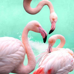 funny, bright pink flamingos in front of turquoise cloud sky, can be used as background