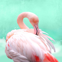 funny, bright pink flamingos in front of turquoise cloud sky, can be used as background