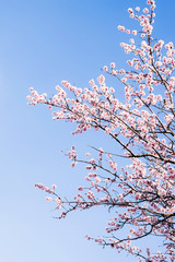 Almond blossom in spring