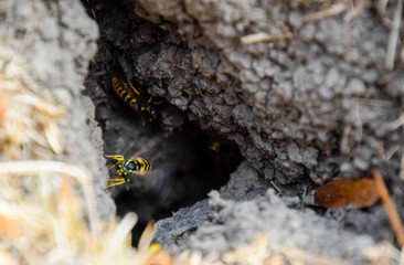 Wasps fly into their nest. Mink with an aspen nest. Underground