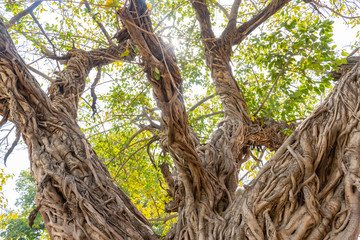Banyan tree, Ficus tree in tropical jungle nature with sunshines