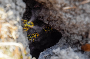Wasps fly into their nest. Mink with an aspen nest. Underground