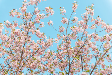 Spring time, branch of sakura flowers