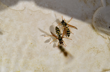 Wasps Polistes drink water