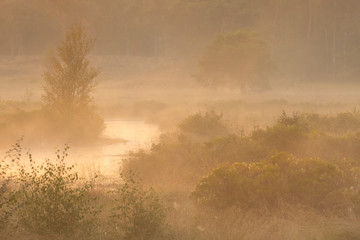 A fantastic morning with beautiful light and mist in a nature area in the south of the Netherlands.
