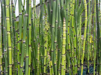 Fresh green bamboo grass