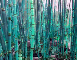 Abstract bamboo grass toned in bright turquoise