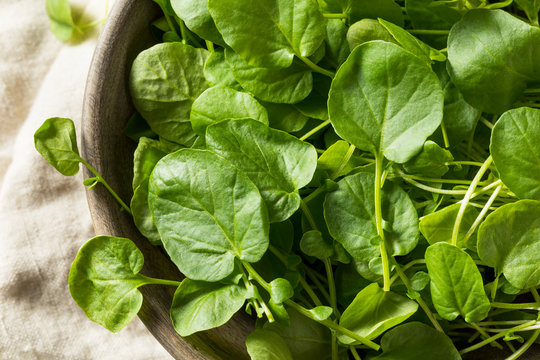 Raw Green Organic Living Cress