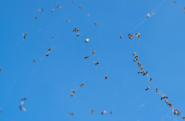 Winged ants in the web. Caught by a cobweb of ants.