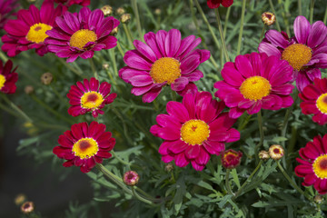 Pink and red daisy looking flowers full frame