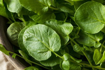 Raw Green Organic Living Cress