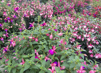 Fuchsia flowers pink purple and white