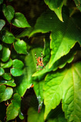 spider on a leaf