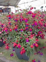 Fuchsia flowers pink purple and red