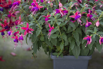 Fuchsia flowers pink purple
