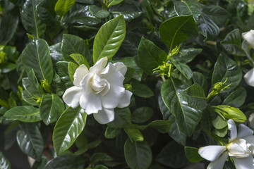 Obraz na płótnie Canvas Beautiful white gardenia flower closeup