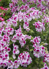 Obraz premium Pink white petunia flowers