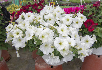 White petunia flowers