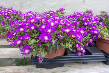 Fototapeta na wymiar Succulent purple flowers Messem Pendulina