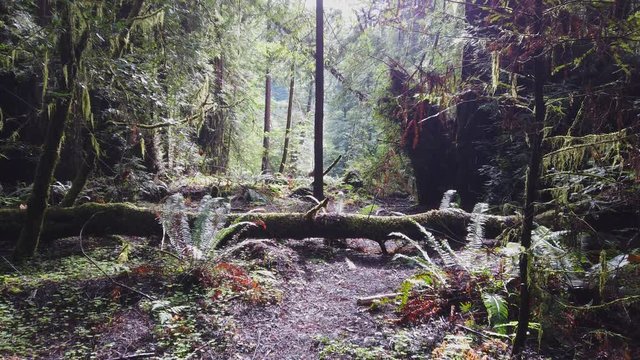 Burlington Trail on Avenue of the Giants