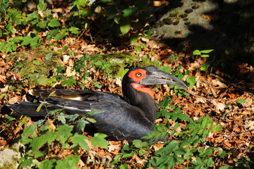 Kaffernhornrabe / Southern Ground Hornbill / Bucorvus leadbeateri