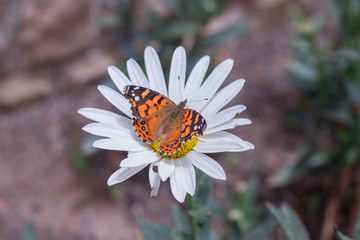 flor blanca con mariposa