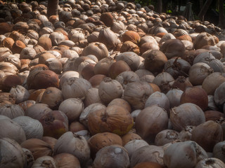 Obraz premium Many coconuts lie in the shade of palm trees. Koh Phangan.Thailand.
