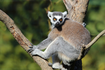 Katta / Ring-tailed Lemur / Lemur catta