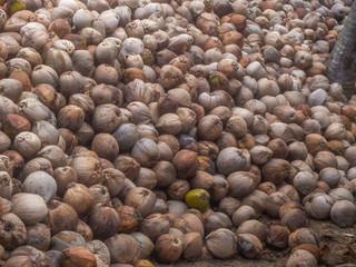 Many coconuts lie in the shade of palm trees. Koh Phangan.Thailand.