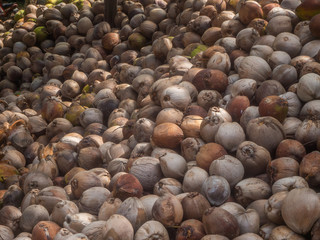 Many coconuts lie in the shade of palm trees. Koh Phangan.Thailand.