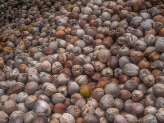 Many coconuts lie in the shade of palm trees. Koh Phangan.Thailand.