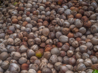 Many coconuts lie in the shade of palm trees. Koh Phangan.Thailand.