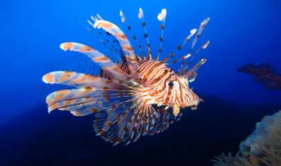 Underwater world in deep water in coral reef and plants flowers flora in blue world marine wildlife, travel nature beauty exploration in diving trip,adventures recreation dive. Fish, corals, creatures