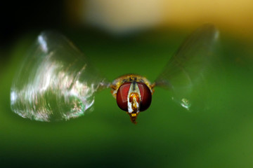 Hoverfly in flight