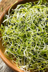 Raw Green Organic Onion Sprouts