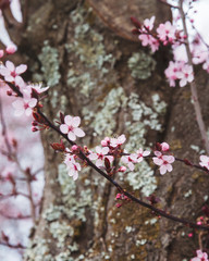 Pink Cherry blossoms on a tree branch in the spring; blossoms contrasted against dark trunk of tree