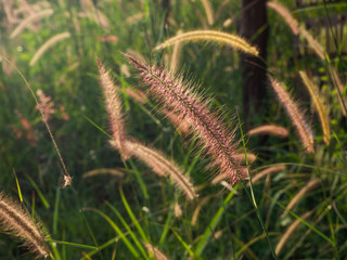 Spikelets in the field at sunset. Thailand.