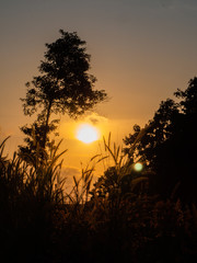 Spikelets in the field at sunset. Thailand.