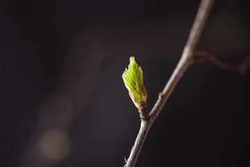 Spring, buds bloom on the branches, close-up
