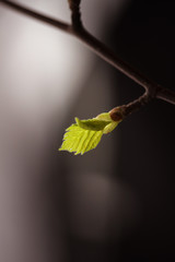 Spring, buds bloom on the branches, close-up